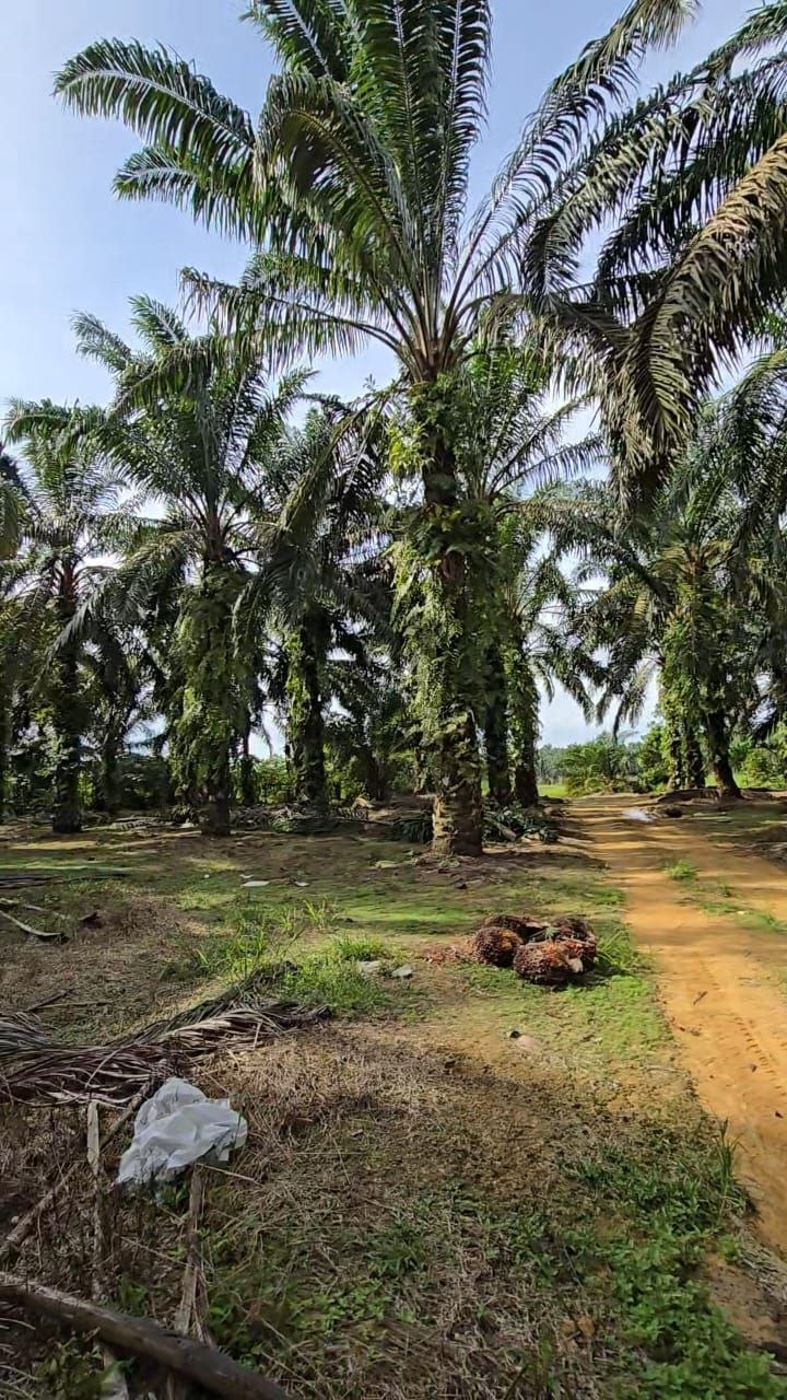 Senai Idaman 40 Acre Medium Industrial Land β Hartanow