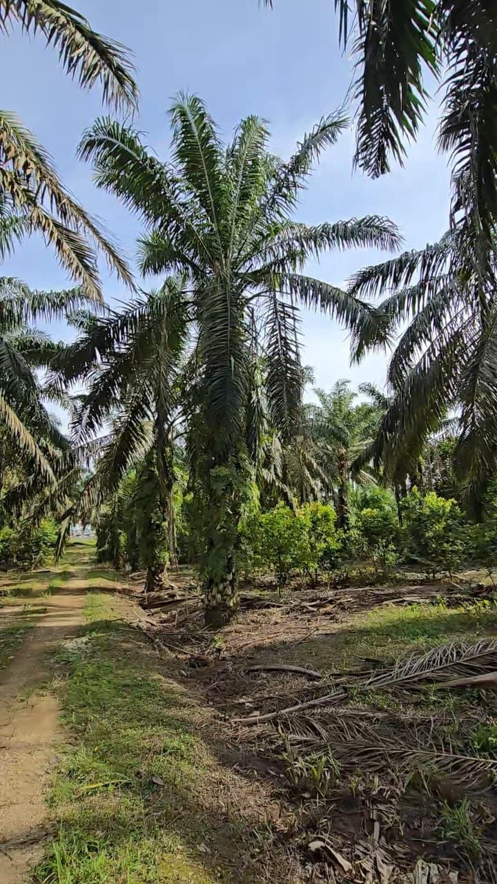 Senai Idaman 40 Acre Medium Industrial Land β Hartanow